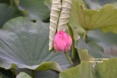 【上野 スポット】まるで“蓮のじゅうたん”！上野公園の不忍池で発見！