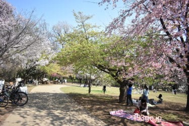 【吉祥寺・井の頭公園 花見2020】桜の開花！食べ歩きグルメをピックアップ