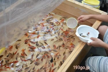 【本郷三丁目】「金魚坂」レトロ可愛い金魚だらけ。夏祭り気分で金魚すくい＆釣りを