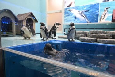 吉祥寺に「ペンギンのいるダイニング」がオープン　可愛いペンギンが間近で見られる！ペンギンモチーフのメニューも　ランチは11:00～営業