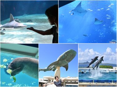 「沖縄美ら海水族館」目の前は海、エメラルドのリゾートヘ！全長8.8mものジンベエザメやナンヨウマンタ、イルカショー見どころ満載　ウミガメ＆のんびりマナティーも　